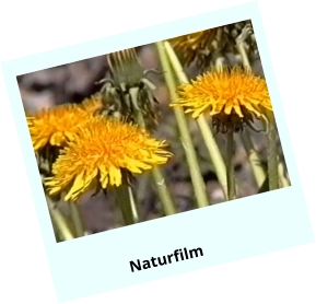 Naturfilm